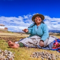 Peru cultiva mais de 3 mil tipos de batata; saiba os benefícios desse alimento